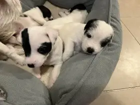 Parson russell terier