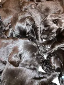 Štěňátka Flat Coated Retriever s PP