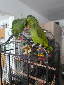 Prodám samičku a samečka