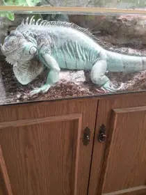 Prodám leguana modrého