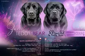 Rezervace Labradorský Retriever s PP