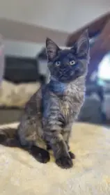 Mainská mývalí kočička s PP k rezervaci