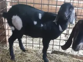 Anglonubijská kozička