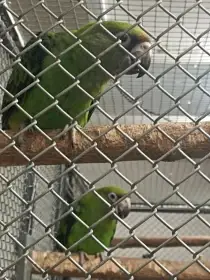 Papoušek Konžský gg