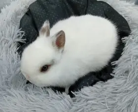 Zakrslý králíček E2