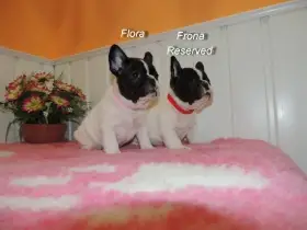 Francouzský buldoček