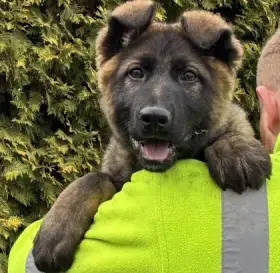 Německý ovčák mohutná fenka vhodná do rodiny