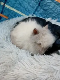 Zakrslý králíček teddy J2