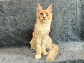 Kocourek - Mainská mývalí - s PP