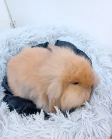 Zakrslý beránek F8