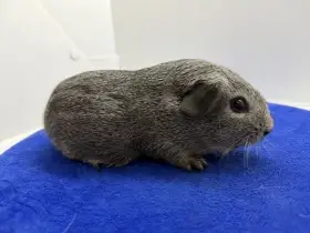 Morče hladke sameček aguti černá/bila