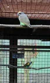 Papoušek žlutotemenný 1,1