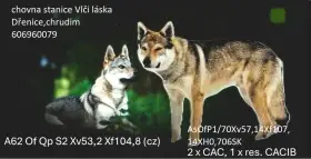 Štěňata Československého vlčáka s PP
