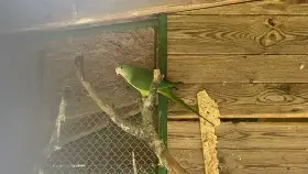 Papoušek nádherný samice 2024