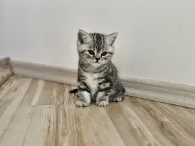 Britská whiskas koťátka s PP