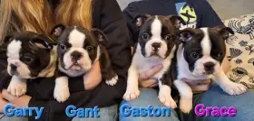 Bostonský teriér - štěňátka