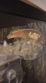 Prodám samici pagekona řasnatého