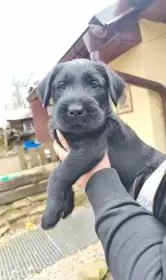 Knírač velký černý