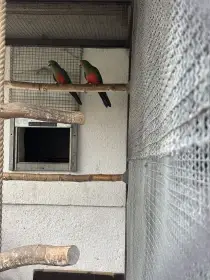 Papoušek královský