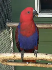 Prodám mladé samicky