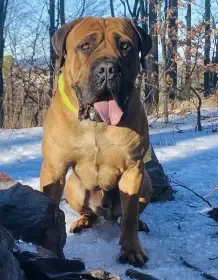 Boerboel štěně FCI pp