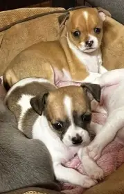 Vpředu fenečka, vzadu pejsek