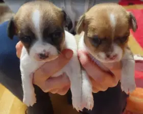 Čivava štěňátka – vymazlená, domácí odchov (Pardubický kraj)