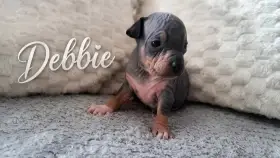 Americký bezsrsty terier fci