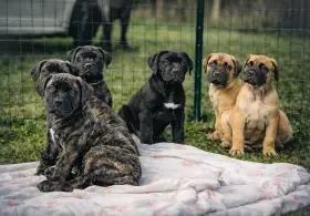 Štěňata boerboel s PP FCI