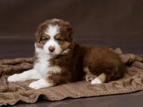 Australský ovčák - štěně - fenka