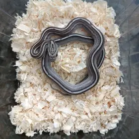 Užovka červená - odchov NZ 2025