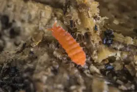 Yuukianura aphoruroides