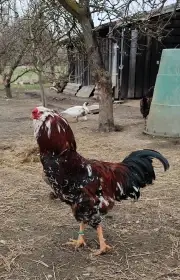Násadová vejce orlovky pestré