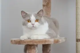 Britská krátkosrstá mačka s PP