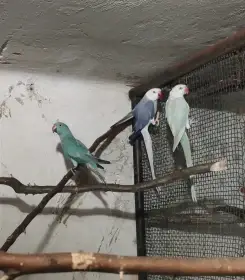 Prodám alexandr malý