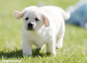 Labrador retriever – smetanová fenka a pejsek právě k odběru