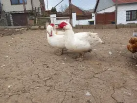 Bílé pižmovky větší linie