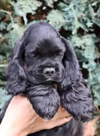 Americký kokršpaněl