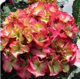 Velkolistá Hortenzie Red Angel