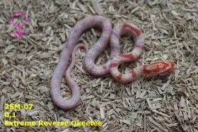 Užovka červená (P. guttatus) - ERO