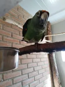 Papoušek konžský gulielmi gulielmi 0,1