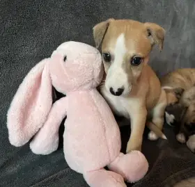 Vipet / whippet s PP