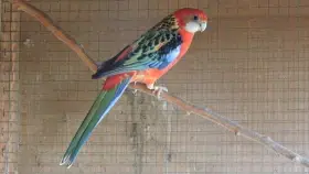 Rosela pestrá červená