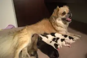 Štěňata tibetského španěla