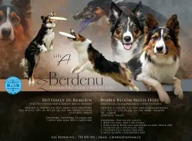 Prodám fenku border kolie s PP.