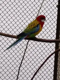 Rosela pestrá štěpitelná na gold