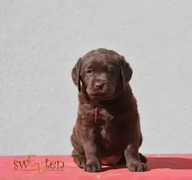Čokoládová štěňata labradorského retrívra