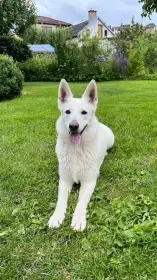 Štěňata bílý švýcarský ovčák