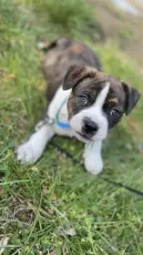 Štěňata křížence staford / americký stafordšírský teriér