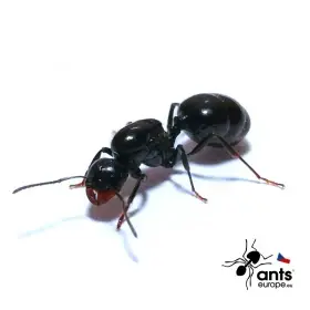 Mravenec zrnojed - Messor bouvieri